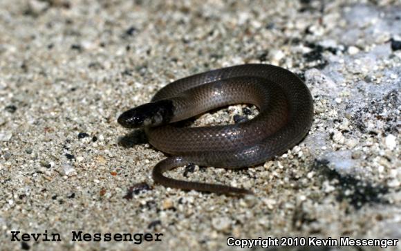 Rim Rock Crowned Snake (Tantilla oolitica)