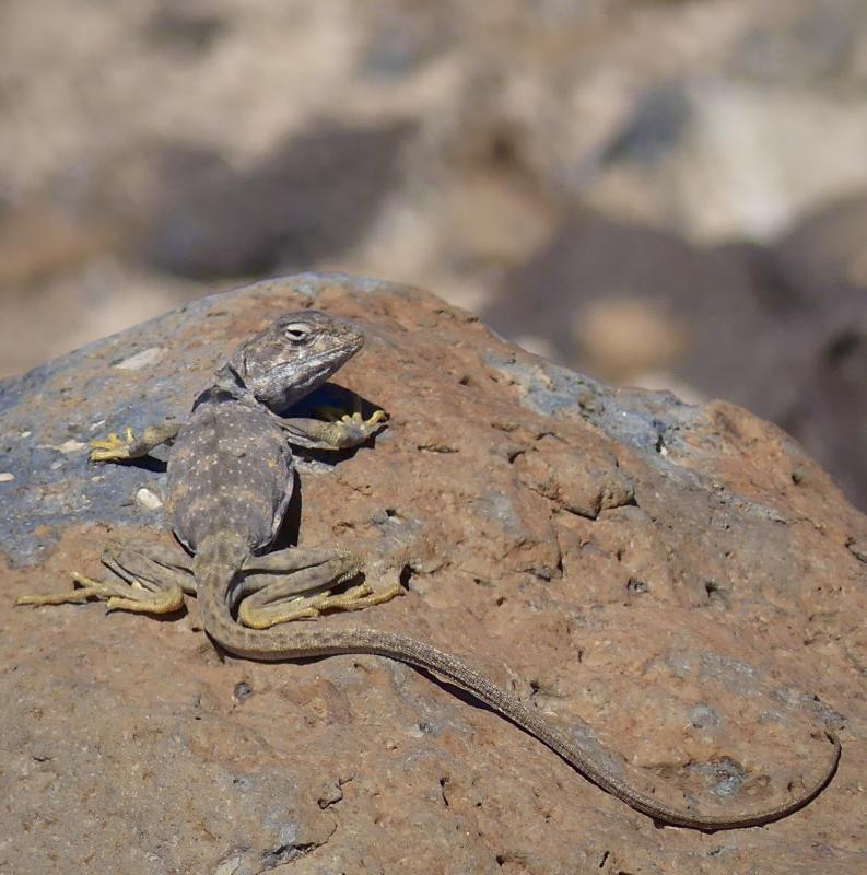 Great Basin Collared Lizard (Crotaphytus bicinctores)