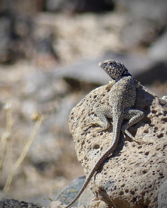 Great Basin Collared Lizard (Crotaphytus bicinctores)