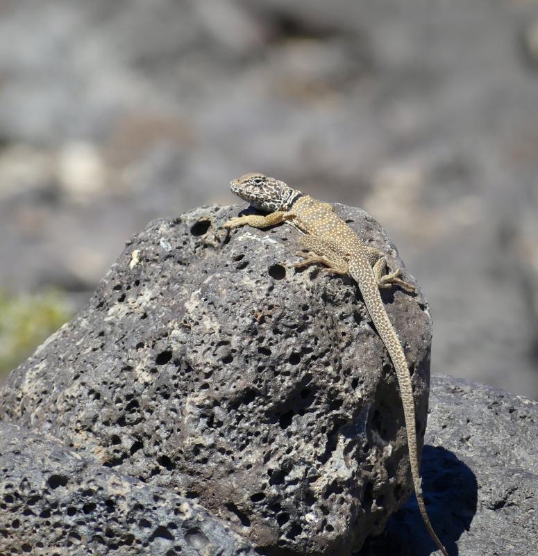 Great Basin Collared Lizard (Crotaphytus bicinctores)