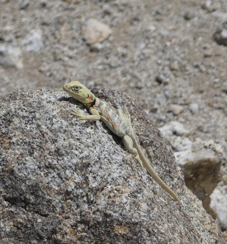 Baja California Collared Lizard (Crotaphytus vestigium)