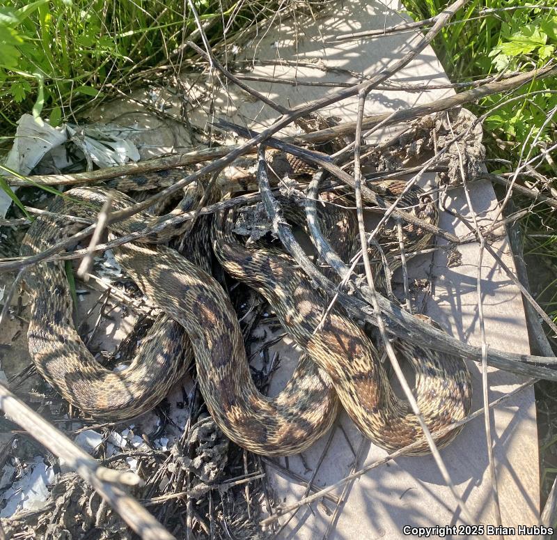 Pacific Gopher Snake (Pituophis catenifer catenifer)