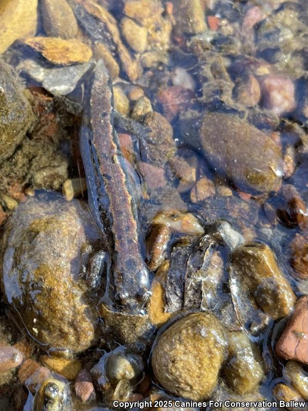 Northern Dusky Salamander (Desmognathus fuscus)