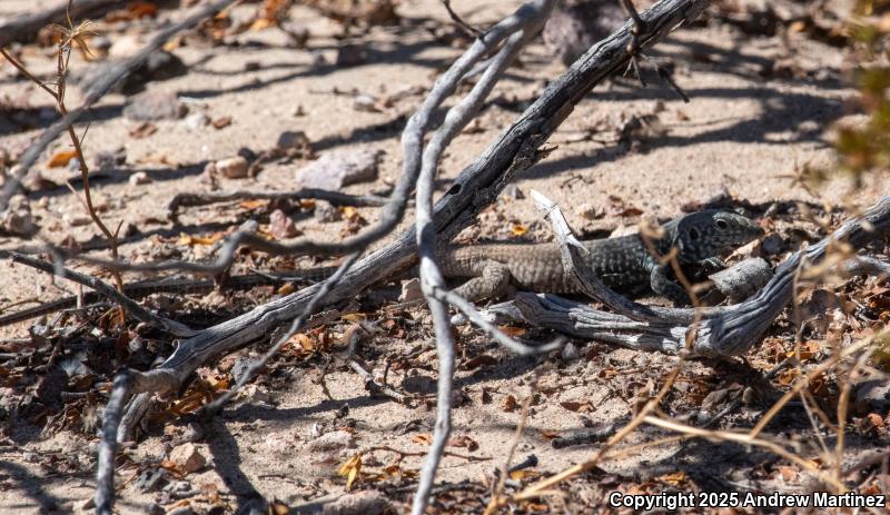 Great Basin Whiptail (Aspidoscelis tigris tigris)