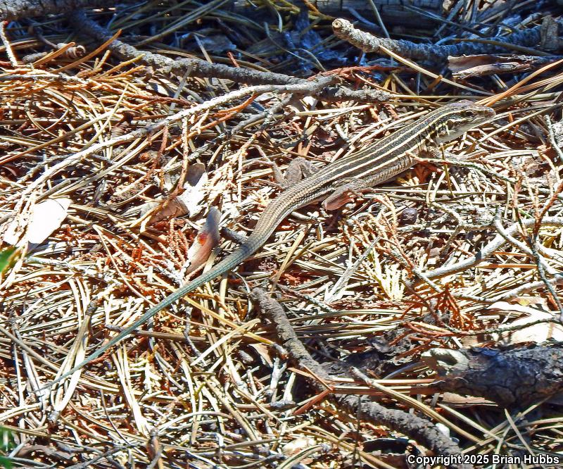 Plateau Striped Whiptail (Aspidoscelis velox)