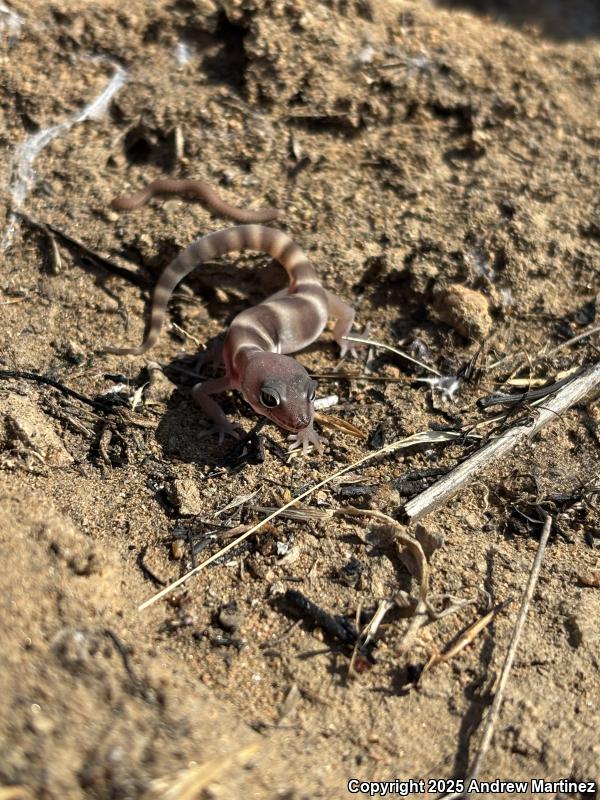 Desert Banded Gecko (Coleonyx variegatus variegatus)