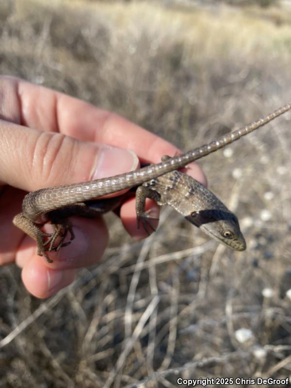 San Diego Alligator Lizard (Elgaria multicarinata webbii)