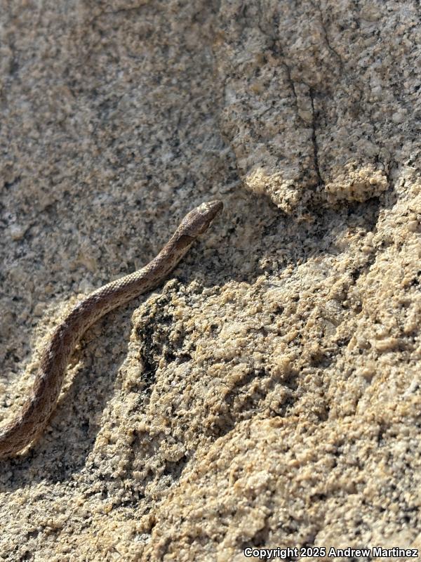 San Diego Nightsnake (Hypsiglena ochrorhyncha klauberi)