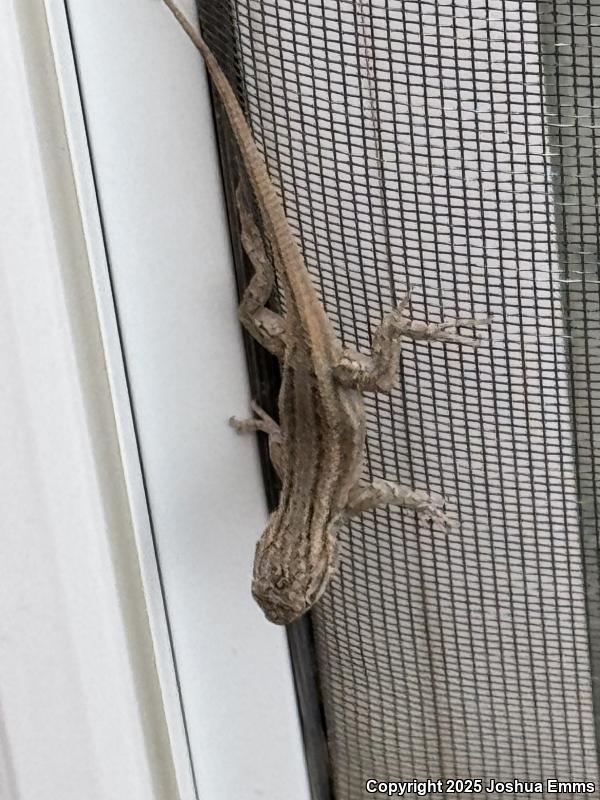 Southwestern Fence Lizard (Sceloporus cowlesi)