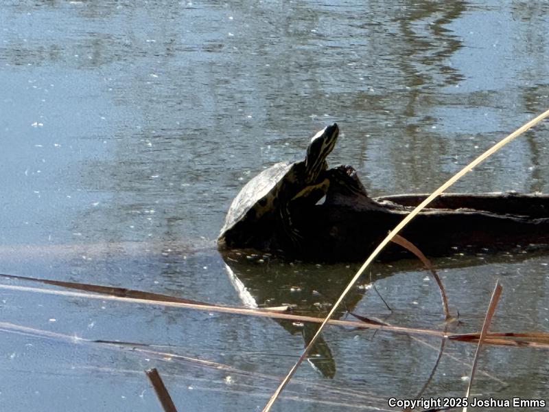 Red-eared Slider (Trachemys scripta elegans)