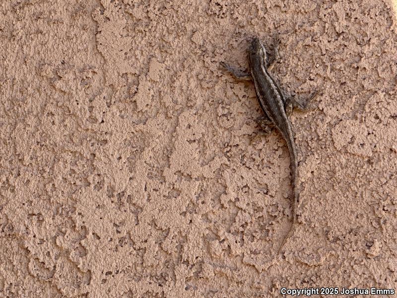 Southwestern Fence Lizard (Sceloporus cowlesi)