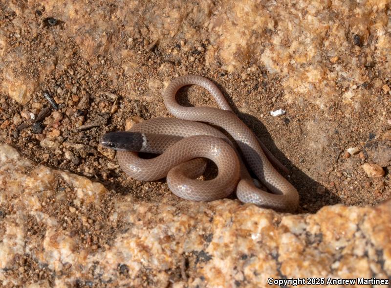 Western Black-headed Snake (Tantilla planiceps)