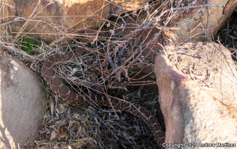 Red Diamond Rattlesnake (Crotalus ruber)