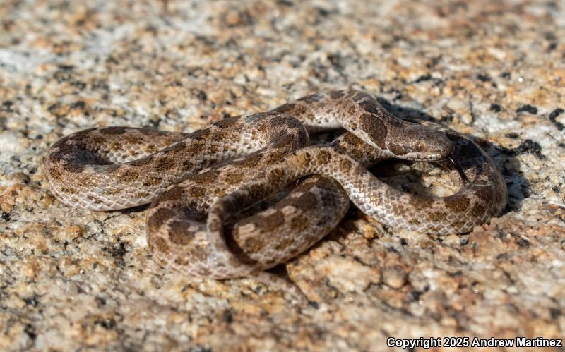 San Diego Nightsnake (Hypsiglena ochrorhyncha klauberi)