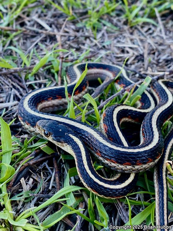 Valley Gartersnake (Thamnophis sirtalis fitchi)