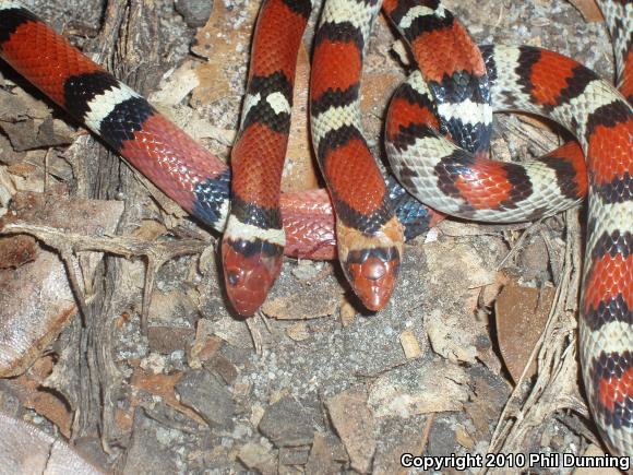 Northern  Scarletsnake (Cemophora coccinea copei)