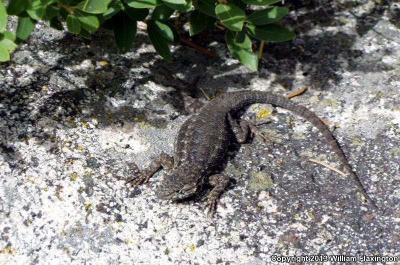 Sierra Fence Lizard (Sceloporus occidentalis taylori)