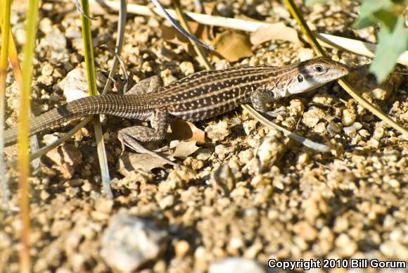 Chihuahuan Spotted Whiptail (Aspidoscelis exsanguis)