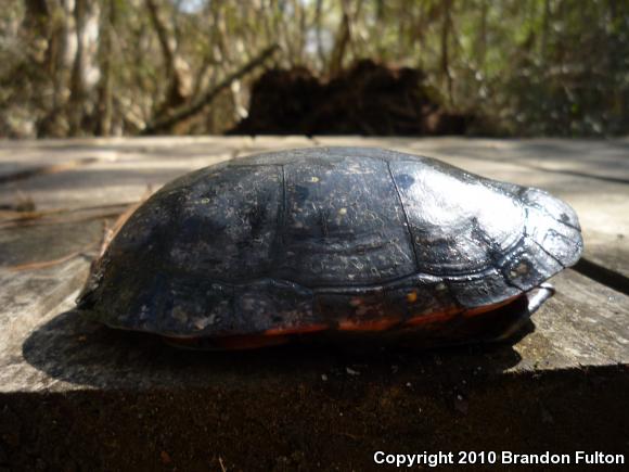 Spotted Turtle (Clemmys guttata)