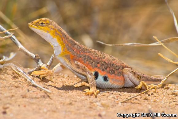 Speckled Earless Lizard (Holbrookia maculata approximans)