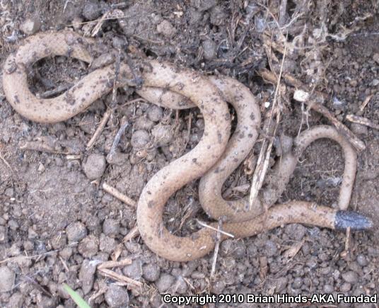 Western Black-headed Snake (Tantilla planiceps)