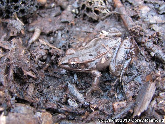 Southern Leopard Frog (Lithobates sphenocephalus)