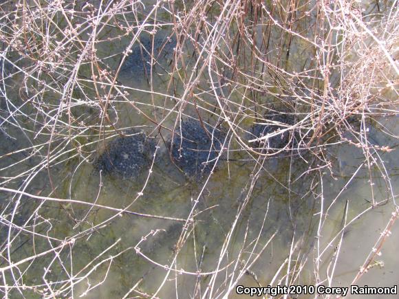 Southern Leopard Frog (Lithobates sphenocephalus)