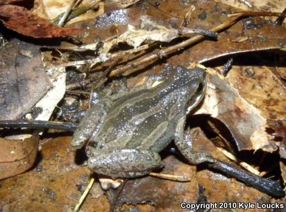 New Jersey Chorus Frog (Pseudacris kalmi)