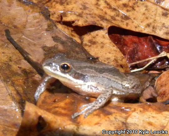 New Jersey Chorus Frog (Pseudacris kalmi)