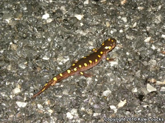 Spotted Salamander (Ambystoma maculatum)