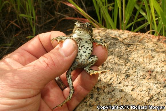 Southern California Toad (Anaxyrus boreas halophilus)