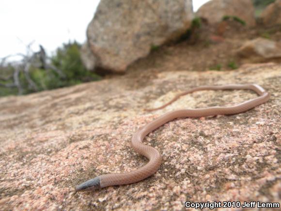 Western Black-headed Snake (Tantilla planiceps)