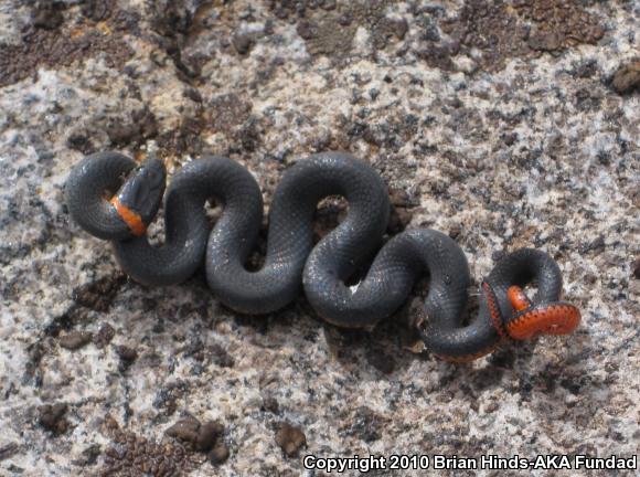 San Diego Ring-necked Snake (Diadophis punctatus similis)