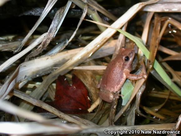 Spring Peeper (Pseudacris crucifer)