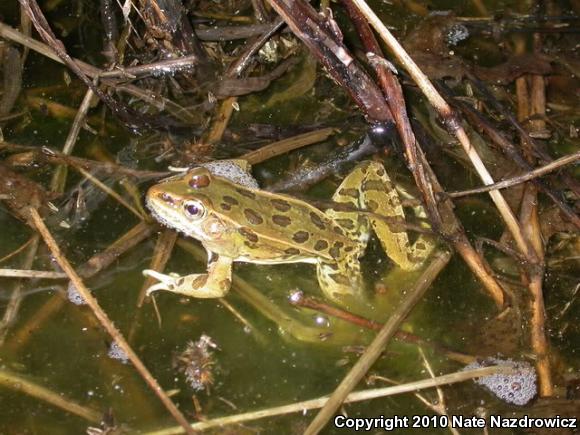 Southern Leopard Frog (Lithobates sphenocephalus utricularius)