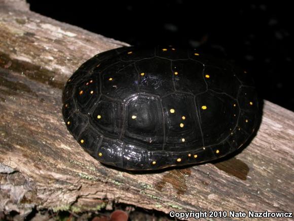 Spotted Turtle (Clemmys guttata)