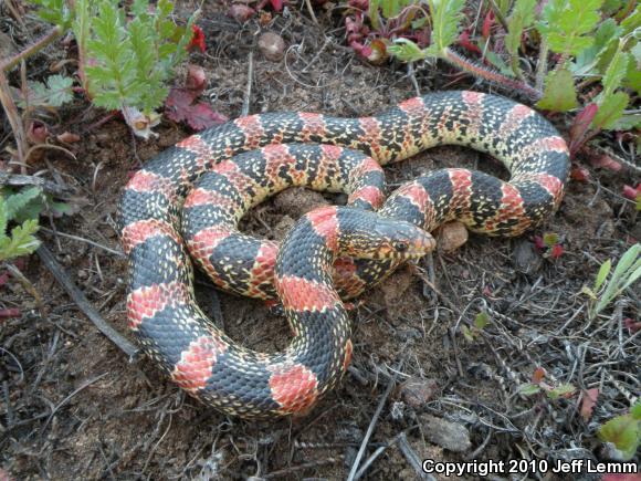 Western Long-nosed Snake (Rhinocheilus lecontei)