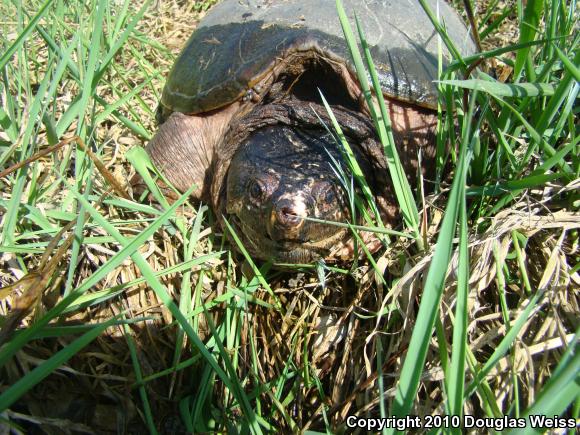 Eastern Snapping Turtle (Chelydra serpentina serpentina)