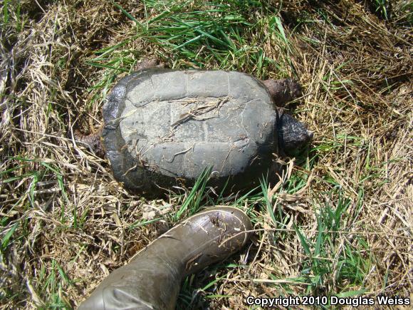 Eastern Snapping Turtle (Chelydra serpentina serpentina)