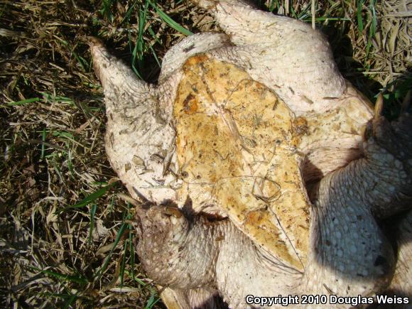 Eastern Snapping Turtle (Chelydra serpentina serpentina)