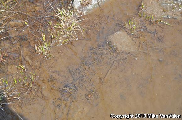 Eastern American Toad (Anaxyrus americanus americanus)