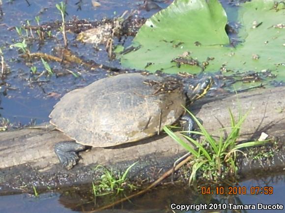 River Cooter (Pseudemys concinna)