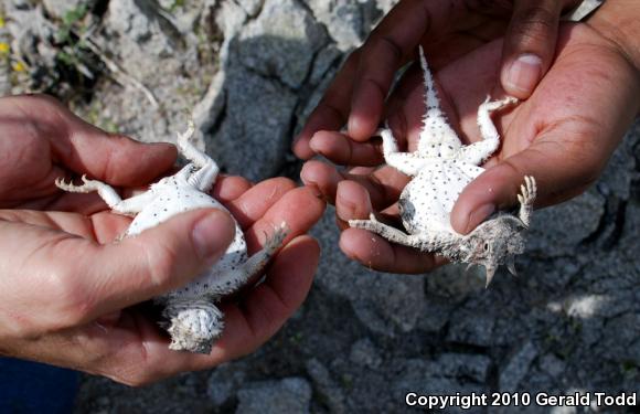 Southern Desert Horned Lizard (Phrynosoma platyrhinos calidiarum)