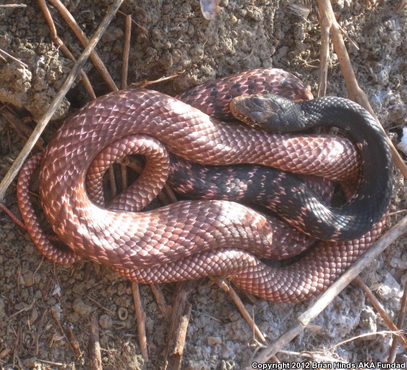 Red Racer (Coluber flagellum piceus)