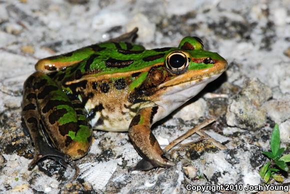 Florida Leopard Frog (Lithobates sphenocephalus sphenocephalus)