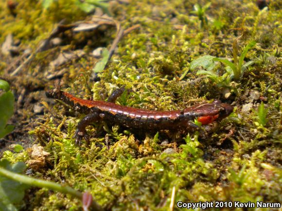 Imitator Salamander (Desmognathus imitator)