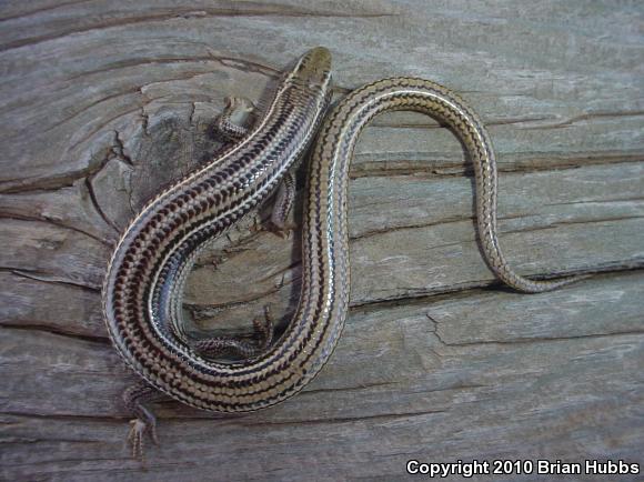 Variable Skink