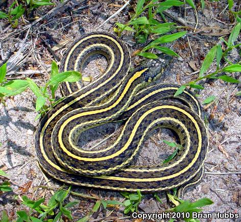 Plains Gartersnake (Thamnophis radix)