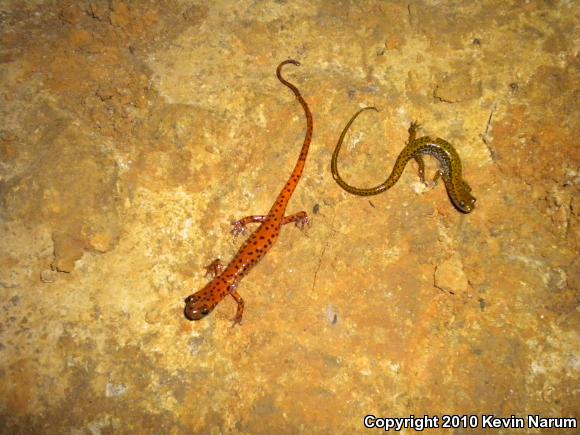 Cave Salamander (Eurycea lucifuga)