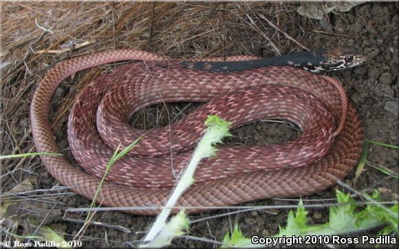 Red Racer (Coluber flagellum piceus)